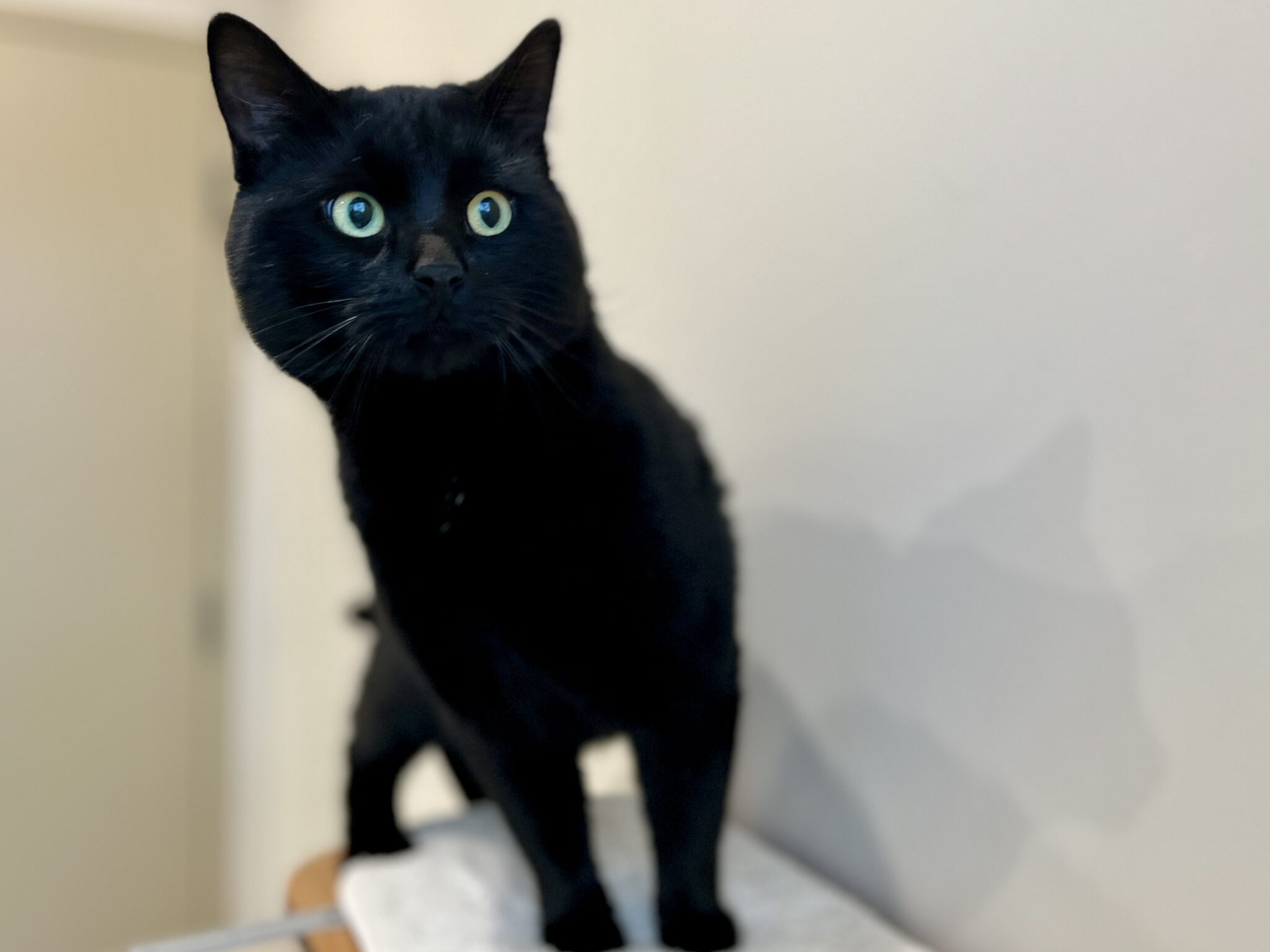 Fiche d'adoption de Gimli SPA des Cantons