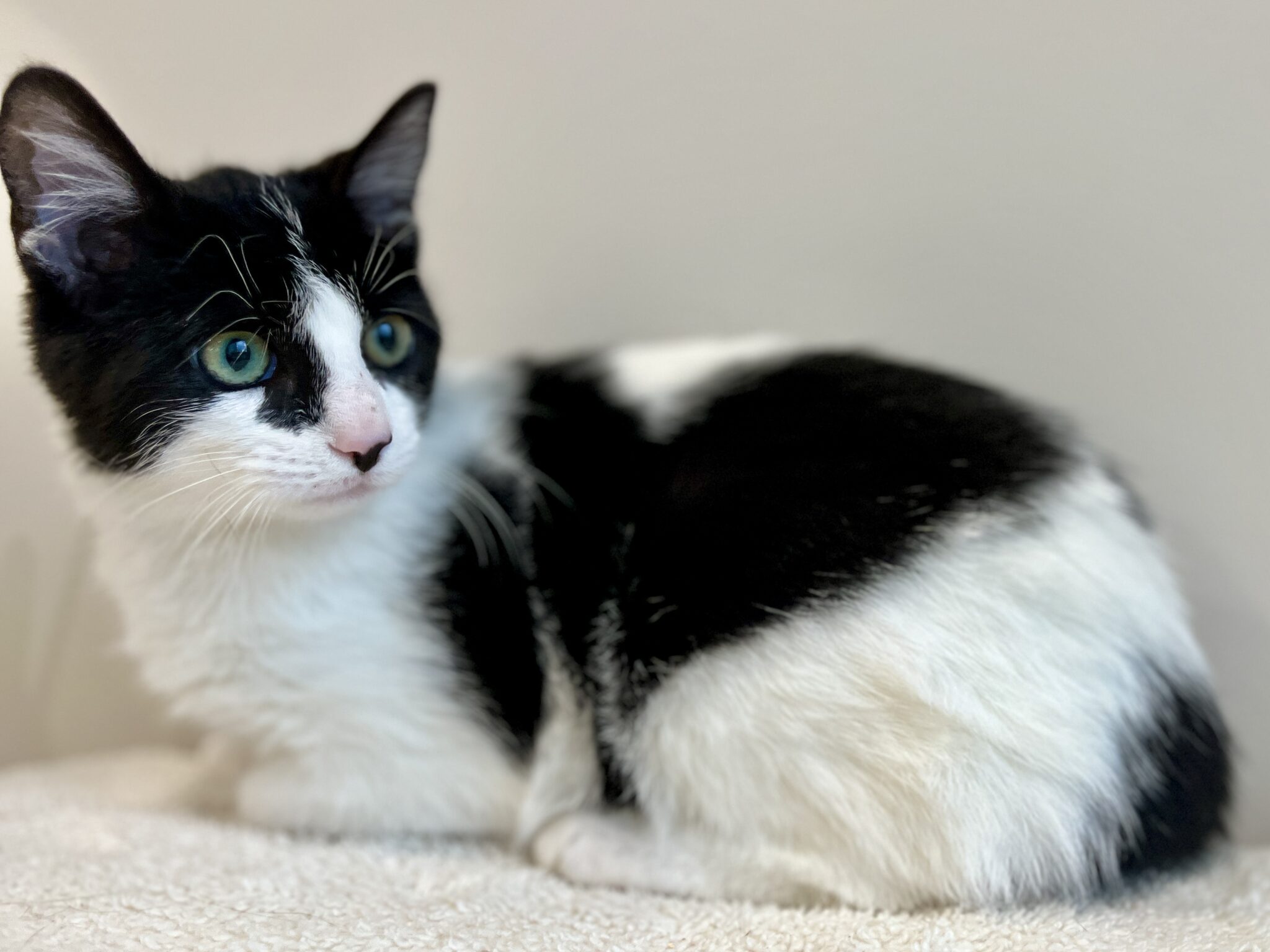 Fiche d'adoption de Marisol SPA des Cantons