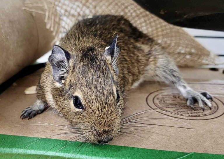 Fiche d'adoption de William SPA des Cantons