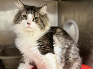 Lucky-8dc08555