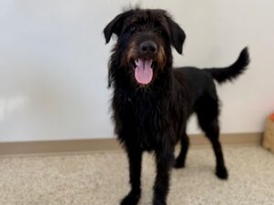 Pinchy-Charlie-3e472e26