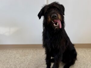 Pinchy-Charlie-46cff138