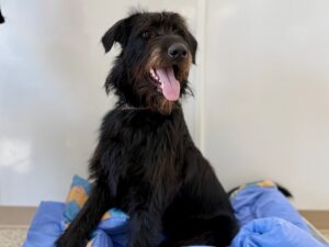 Pinchy-Charlie-9053ea72