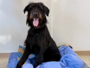 Pinchy-Charlie-973c7d57