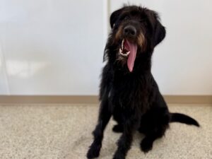 Pinchy-Charlie-e6626820