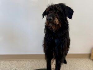 Pinchy-Charlie-fd8b3f26