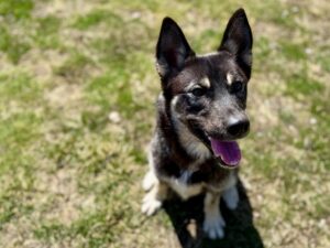 Pitsky-bb6d6d6d