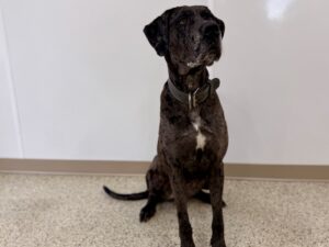 Tortilla-Athena-f5de29a4