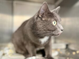 Bizoune-Bijou-2e7e9dfd