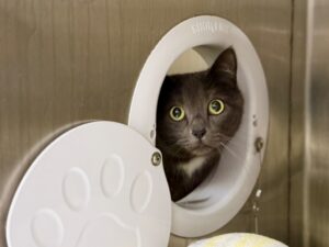 Bizoune-Bijou-e62414af