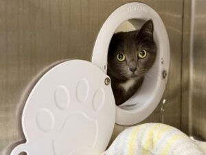 Bizoune-Bijou-f38eed81