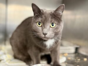 Bizoune-Bijou-fbc5ed71