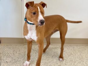 Clooney-Bruno-049fa702