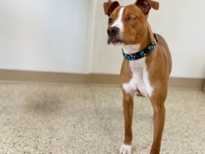 Clooney-Bruno-09a38944