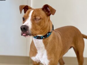 Clooney-Bruno-51e9c817