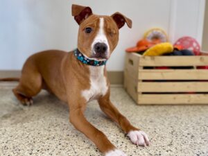 Clooney-Bruno-a775bb2c