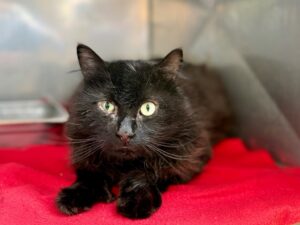 Jack-Sparrow-9c54ee4d