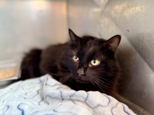 Jack-Sparrow-a017248e