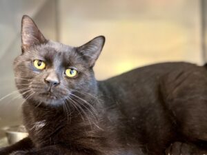 Chico-52931e43