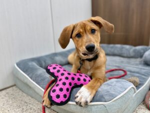 Churro-46855ac9