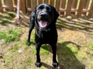 Joachim-Pompon-1f6169b0