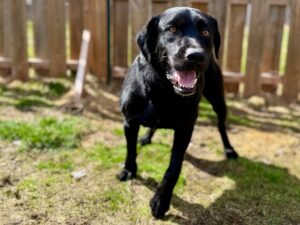 Joachim-Pompon-b54b6924