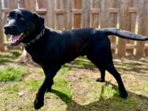 Joachim-Pompon-e4568a8a