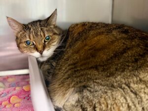 Lily-4c983889