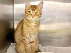 Ginger-5911ba4c