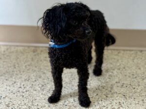Milou-0cc830c6