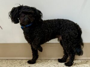 Milou-4478d6c5