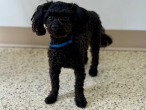 Milou-7cf8693c