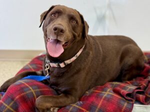 Prunelle-a5471604