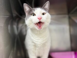 Smooshie-4a05497b