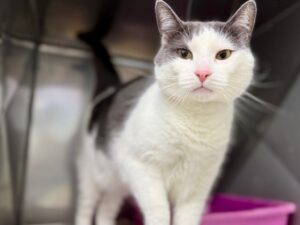 Smooshie-ca5978f5