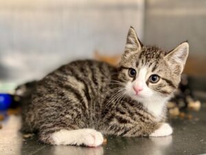Harry-3a09843b