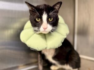 Catbury-9697516f