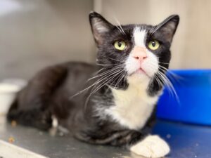 Catbury-b6d635e6