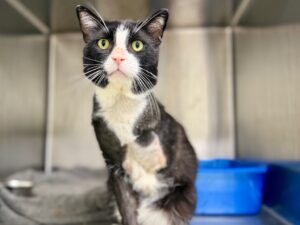 Catbury-b7597547