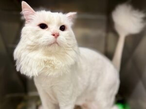 Duchesse-ddbb5493