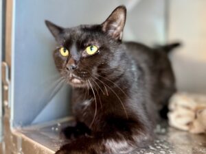 Velvet-a291365e