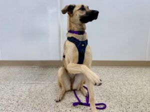 Willow-7362ec4d