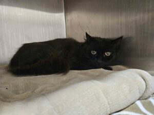 Moumousse-a3c62549