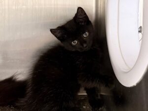 Sergente-Meow-Meow-435da38c