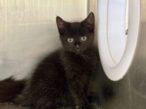 Sergente-Meow-Meow-6e2f88f1
