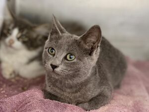 Cat-Benatar-670c7560
