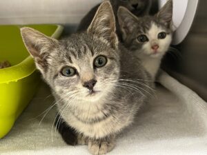 Cat-rine-Levac-74998bcf