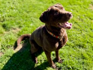 Charlie-9eea5491