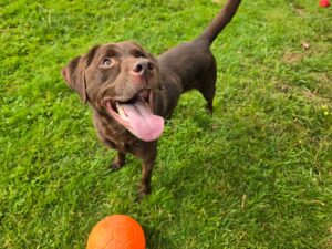 Charlie-aa351441