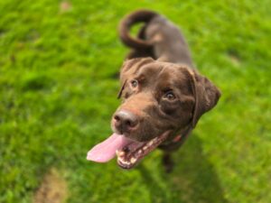Charlie-bddb745a